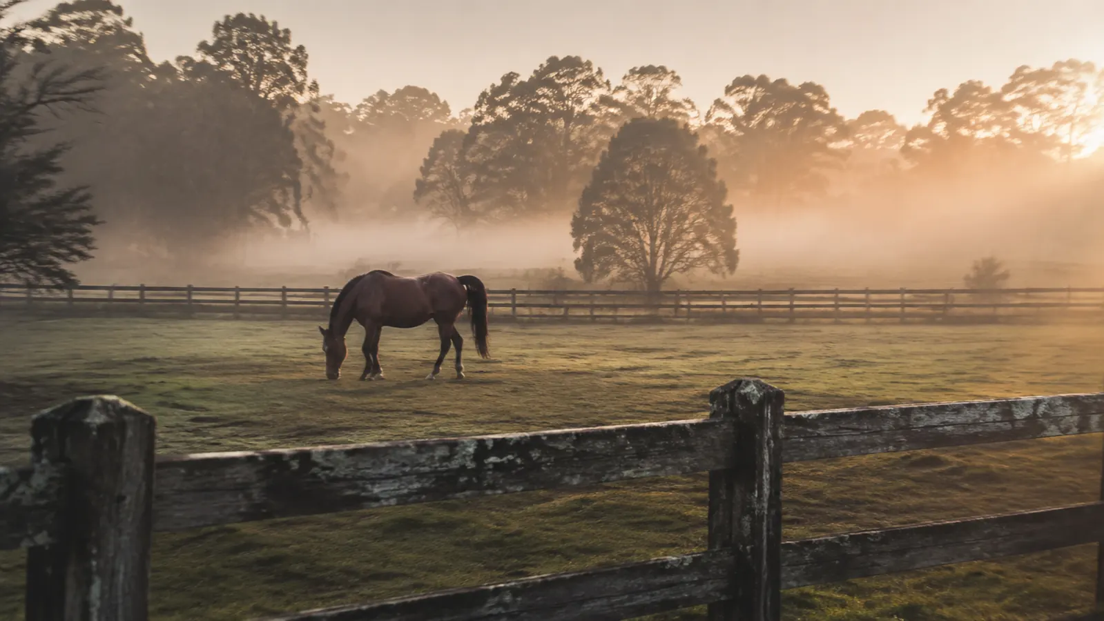 A Thoroughbred horse grazes alone in a misty paddock at dawn beside an old wooden fence and a treeline